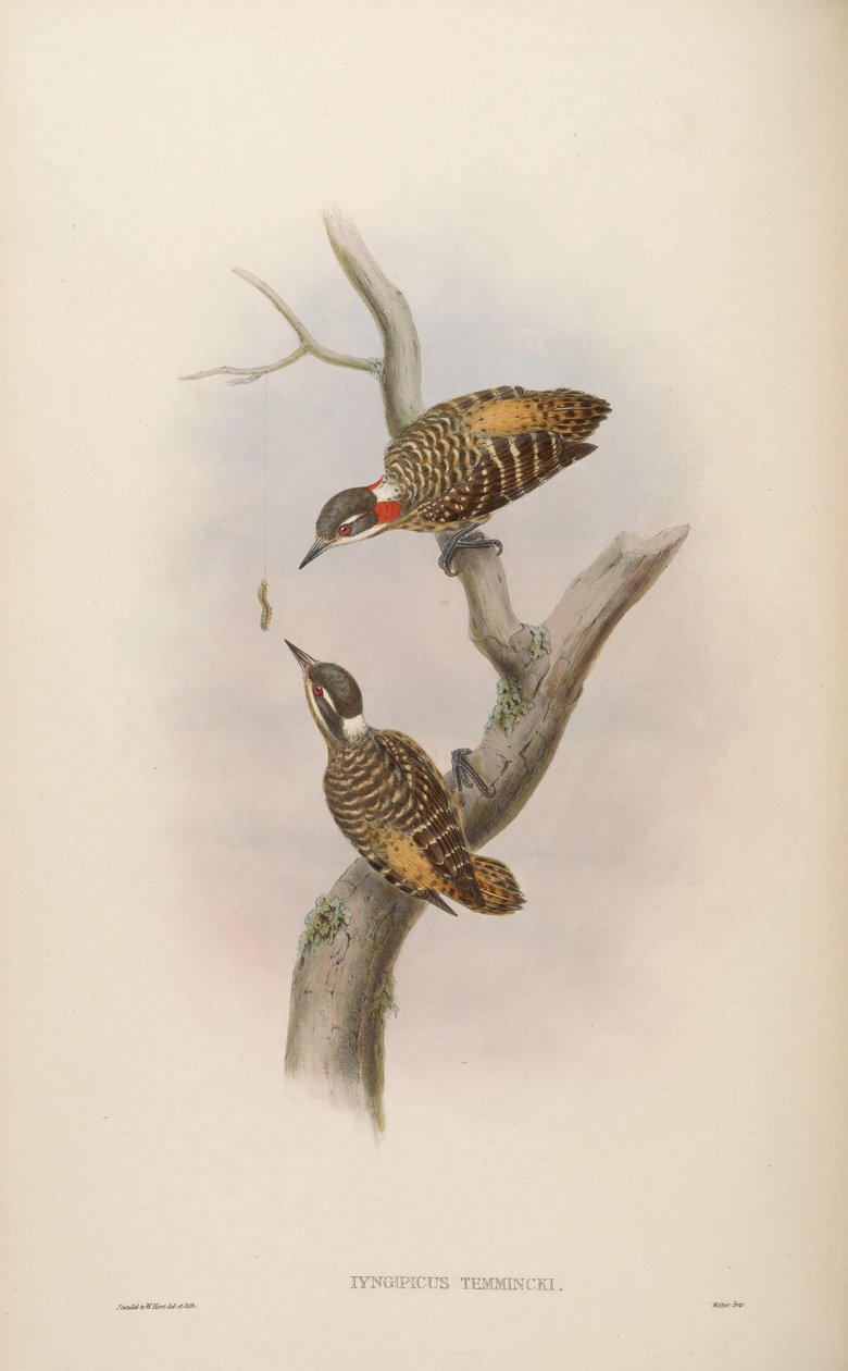 Iyngipicus temmincki = Dendrocopos temminckii da John Gould