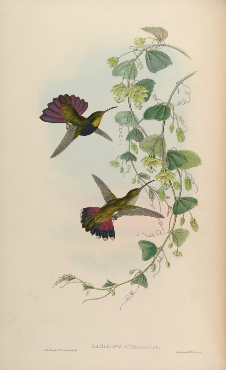 Lampornis aurulentus = Anthracothorax dominicus aurulentus da John Gould