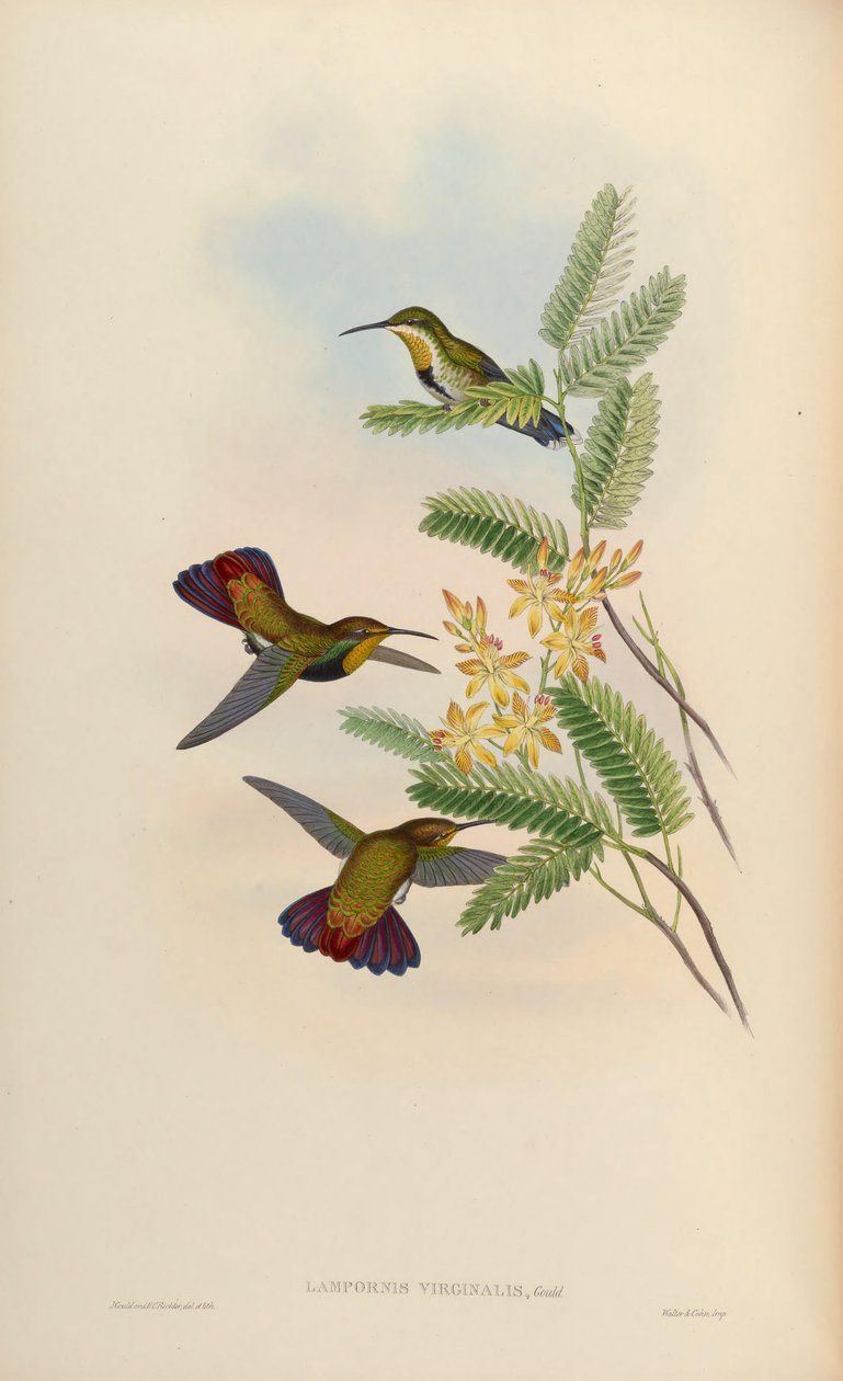 Lampornis virginalis = Anthracothorax dominicus aurulentus da John Gould