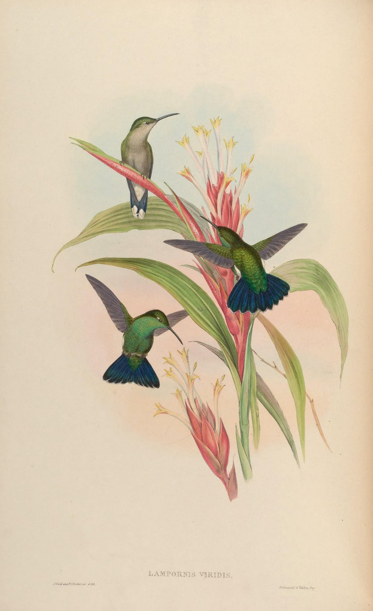 Lampornis viridis = Anthracothorax viridis da John Gould