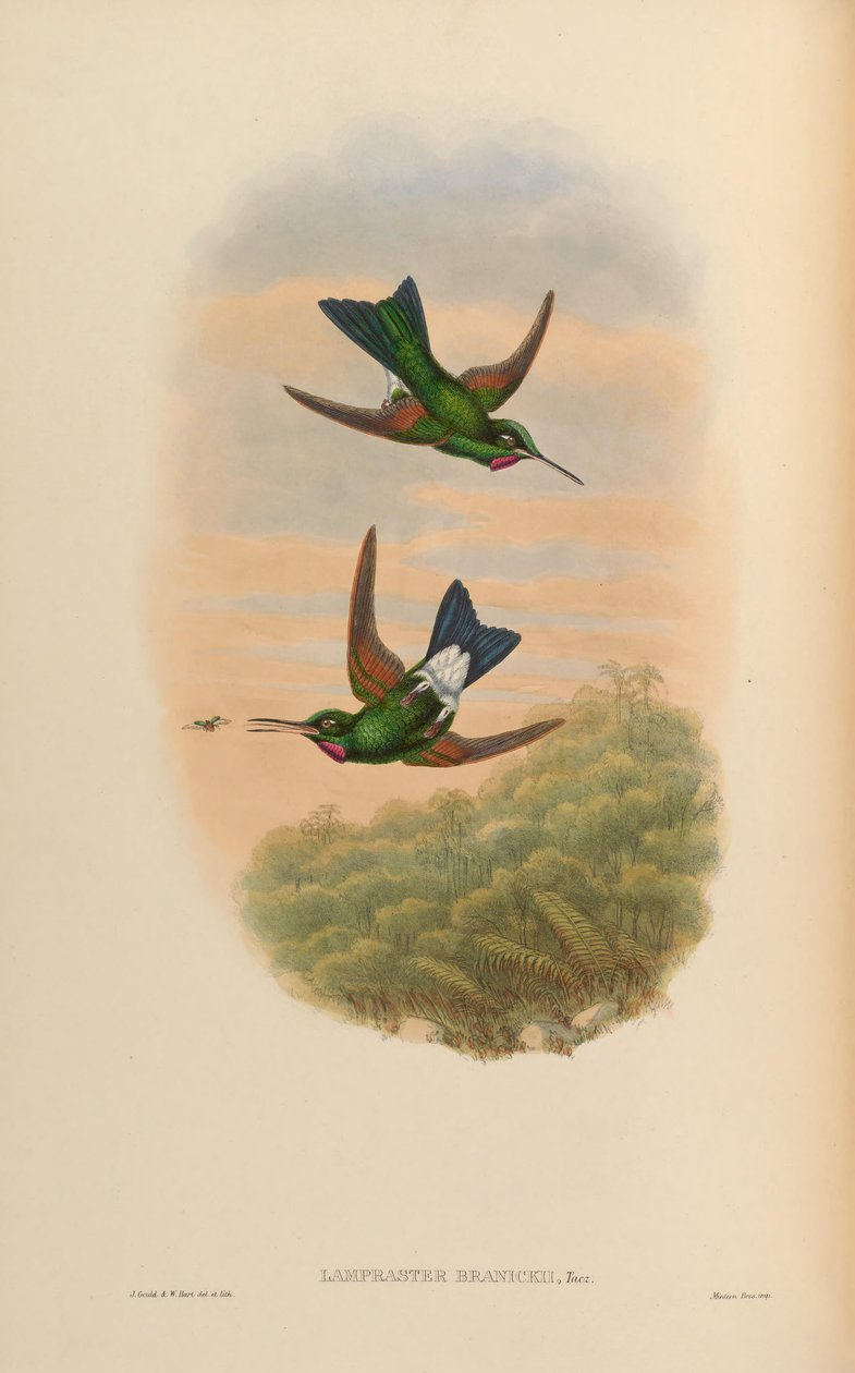 Lampraster branickii = Heliodoxa branickii da John Gould