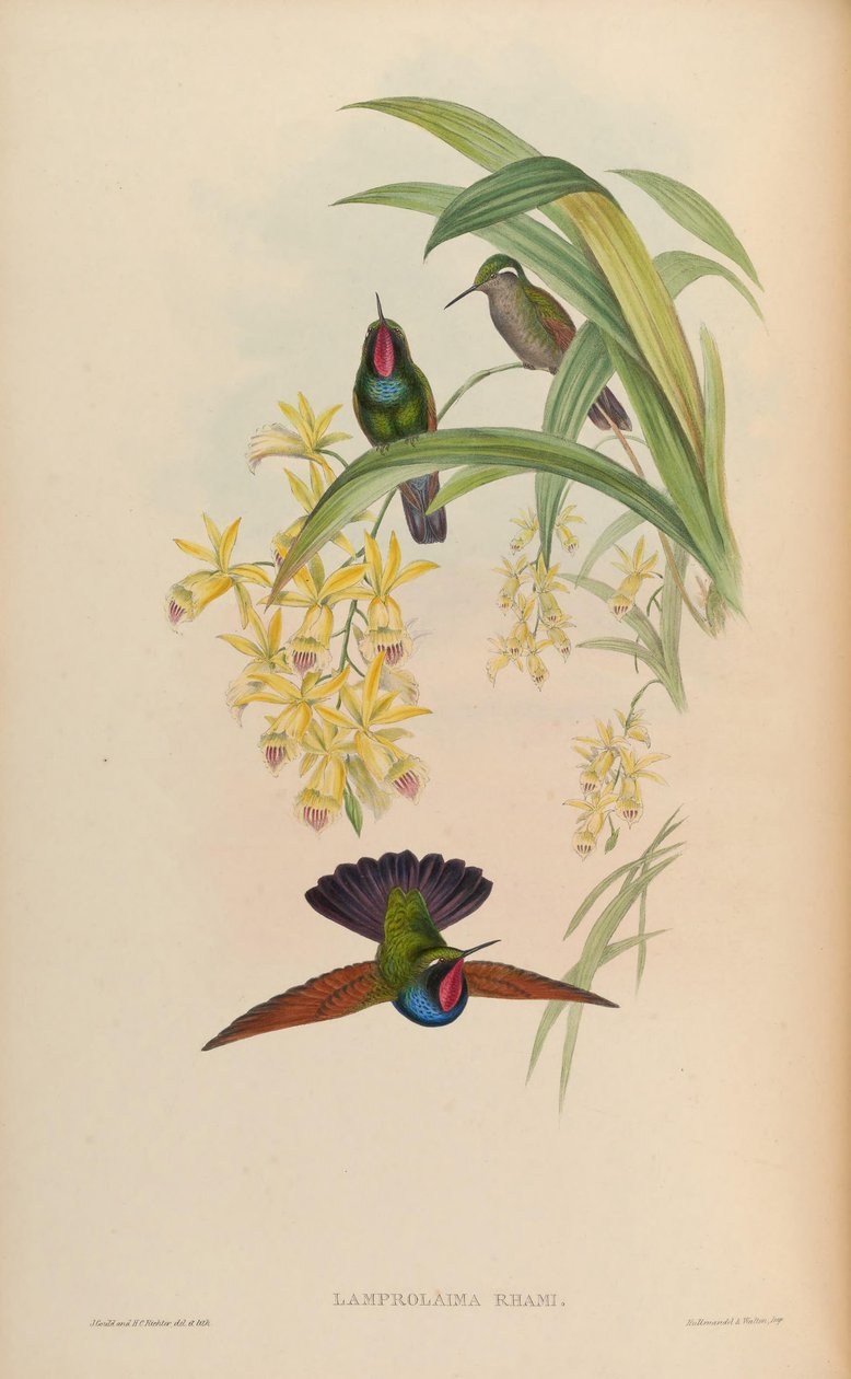 Lamprolaima rhami da John Gould