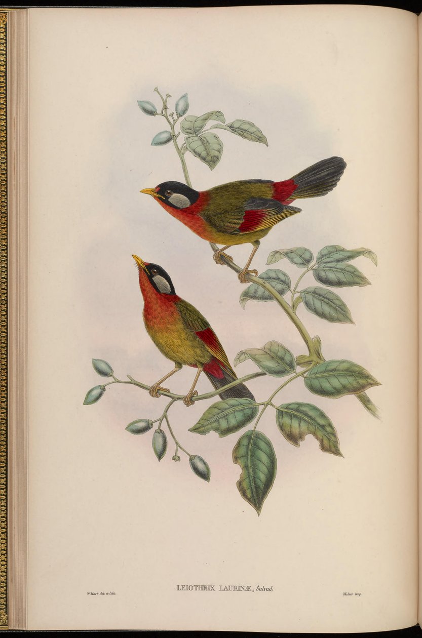 Leiothrix laurinae = Leiothrix argentauris laurinae da John Gould