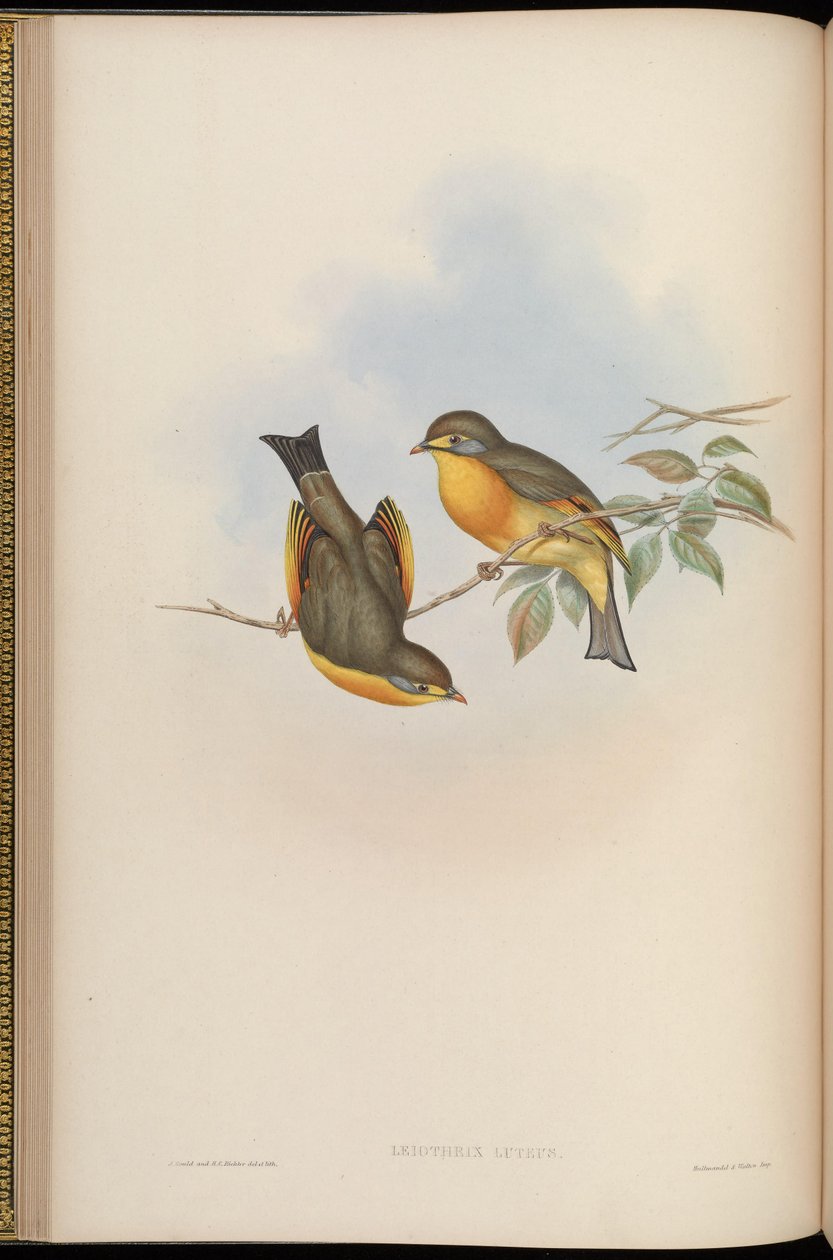 Leiothrix lutea da John Gould