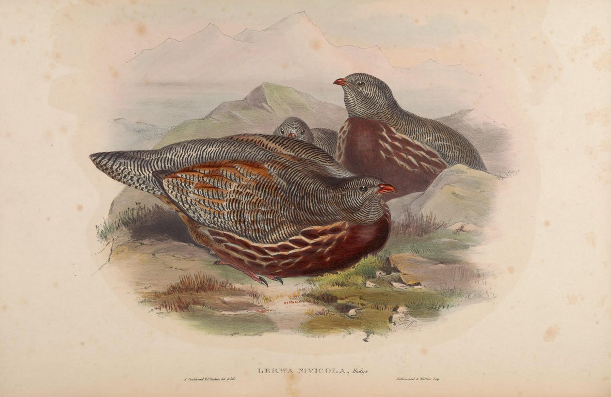 Lerwa nivicola = Lerwa lerwa da John Gould