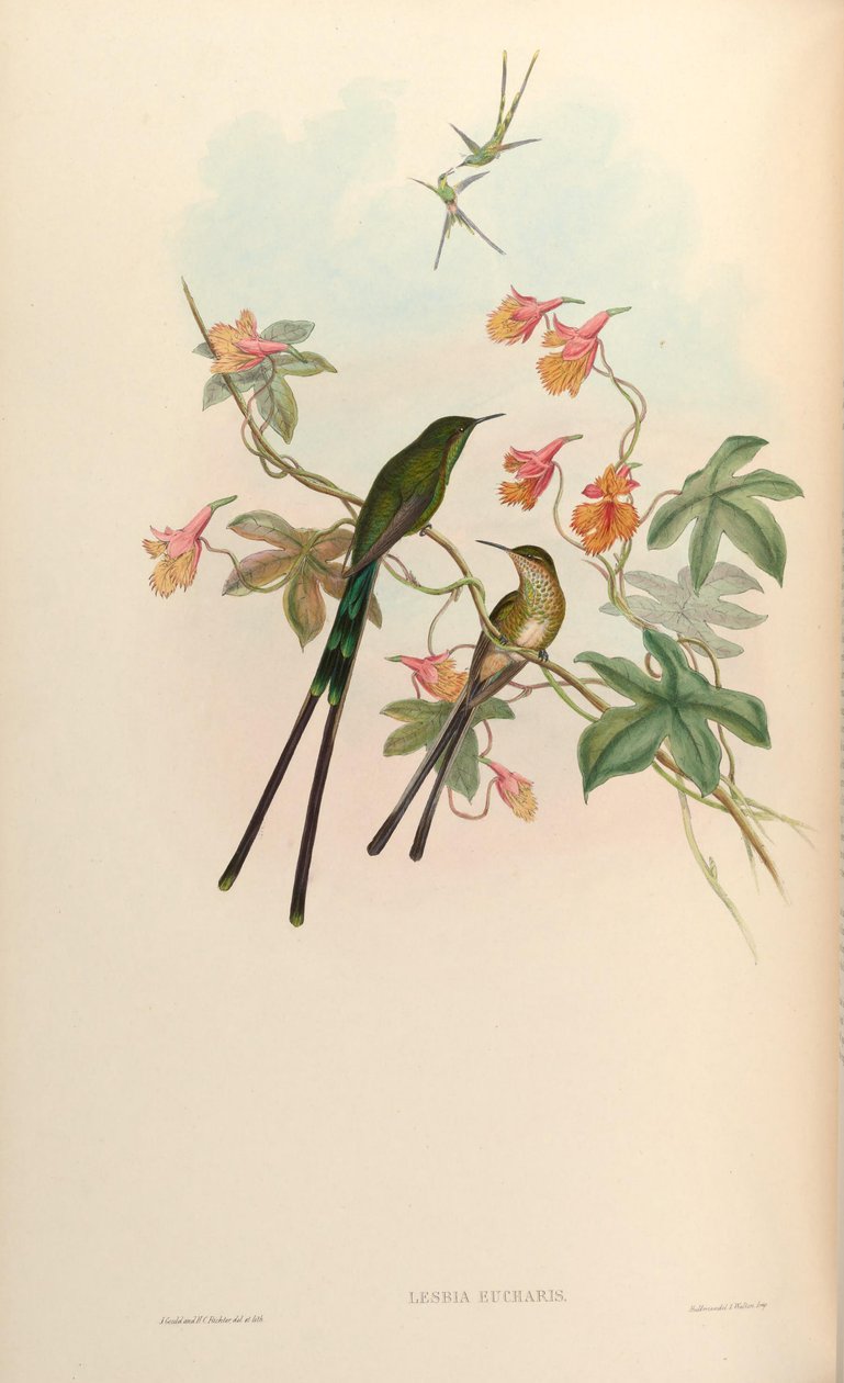 Lesbia eucharis da John Gould