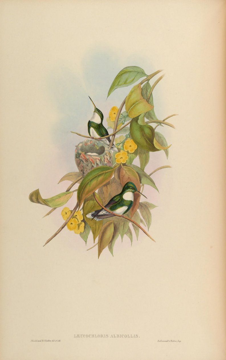 Leucochloris albicollis da John Gould