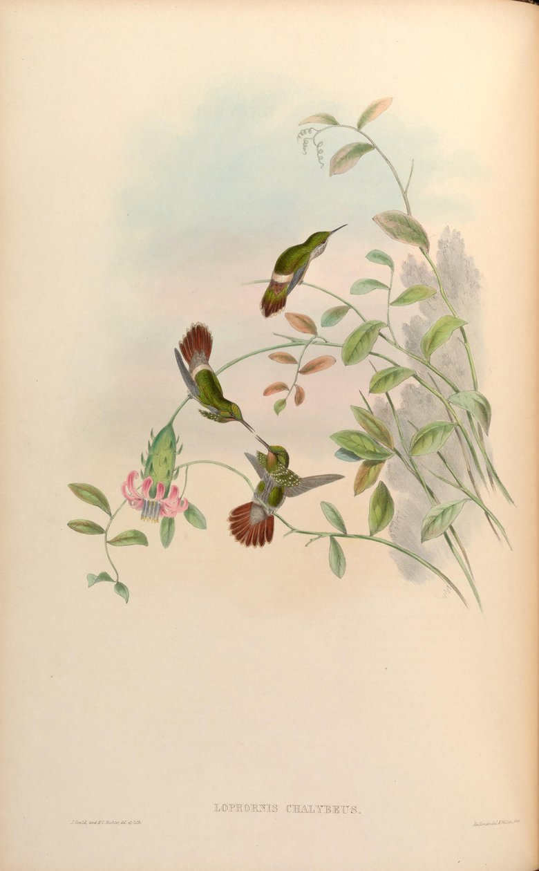 Lophornis chalybaeus da John Gould