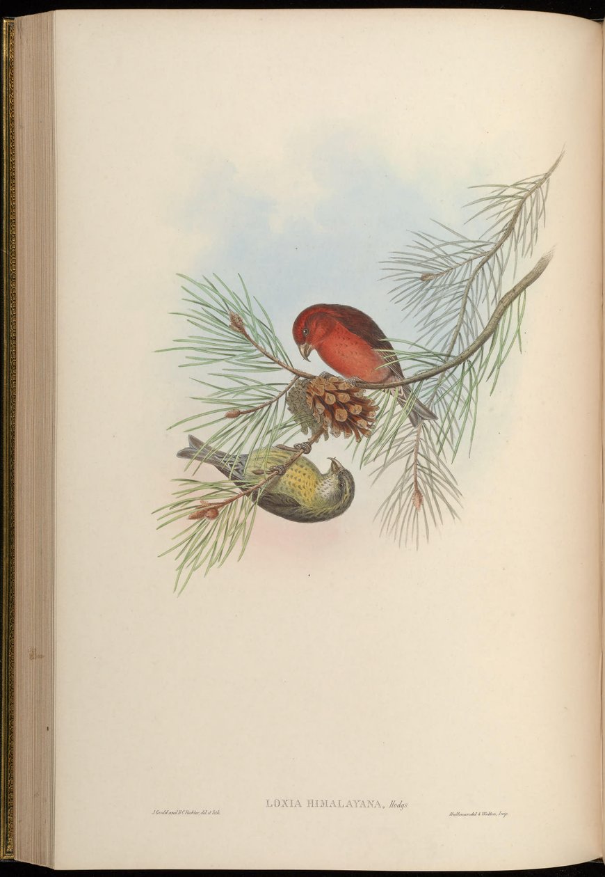 Loxia himalayensis = Loxia curvirostra himalayensis da John Gould