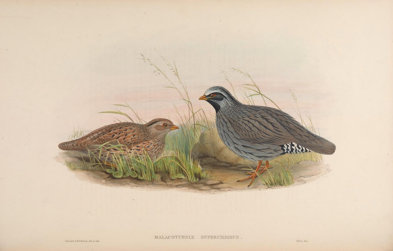 Malacoturnix superciliosus da John Gould