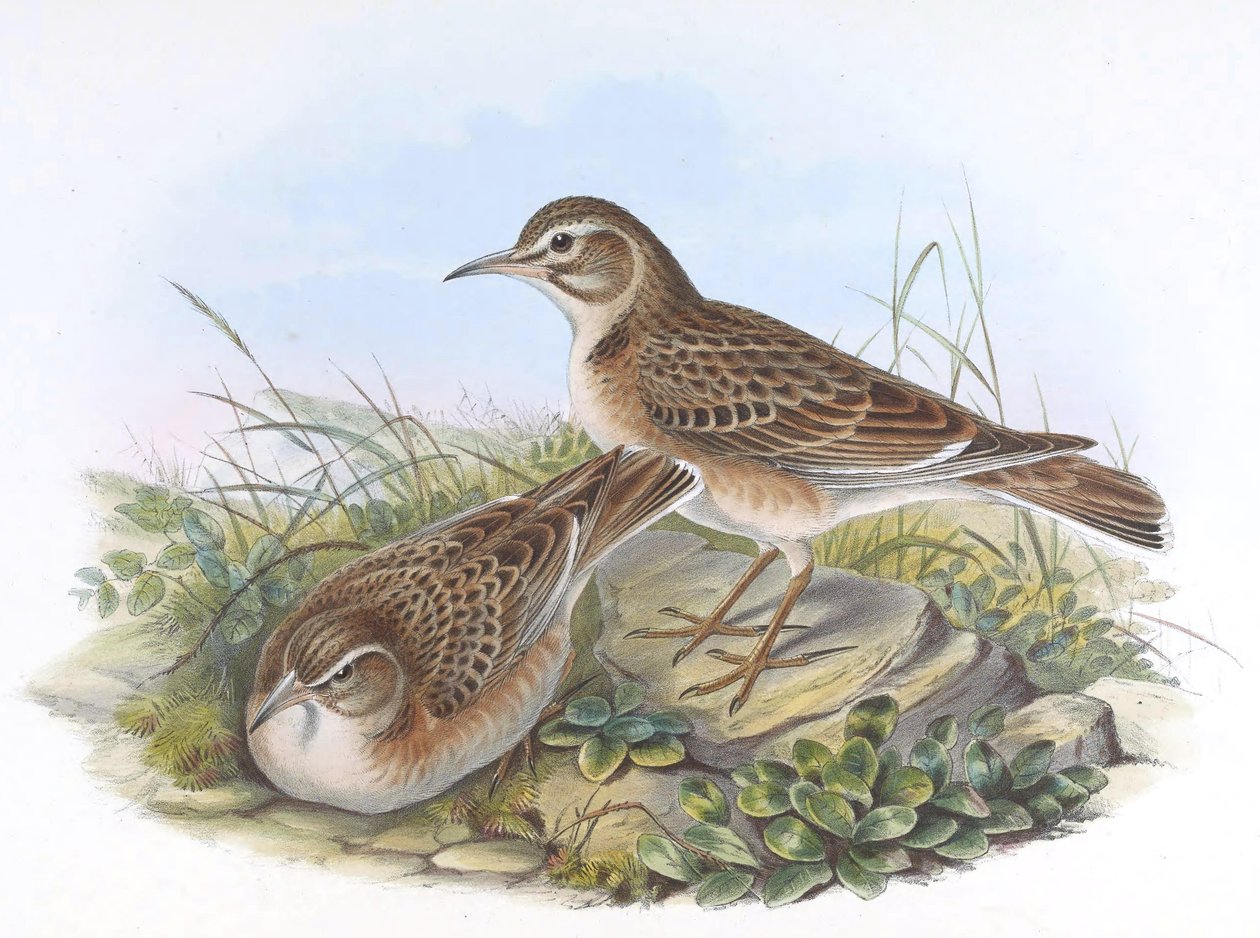 Melanocorypha maxima da John Gould