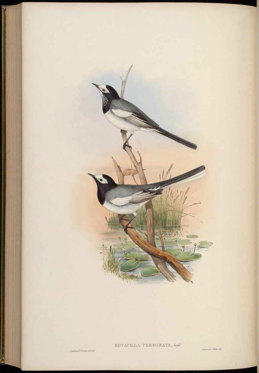 Motacilla personata = Motacilla alba personata da John Gould
