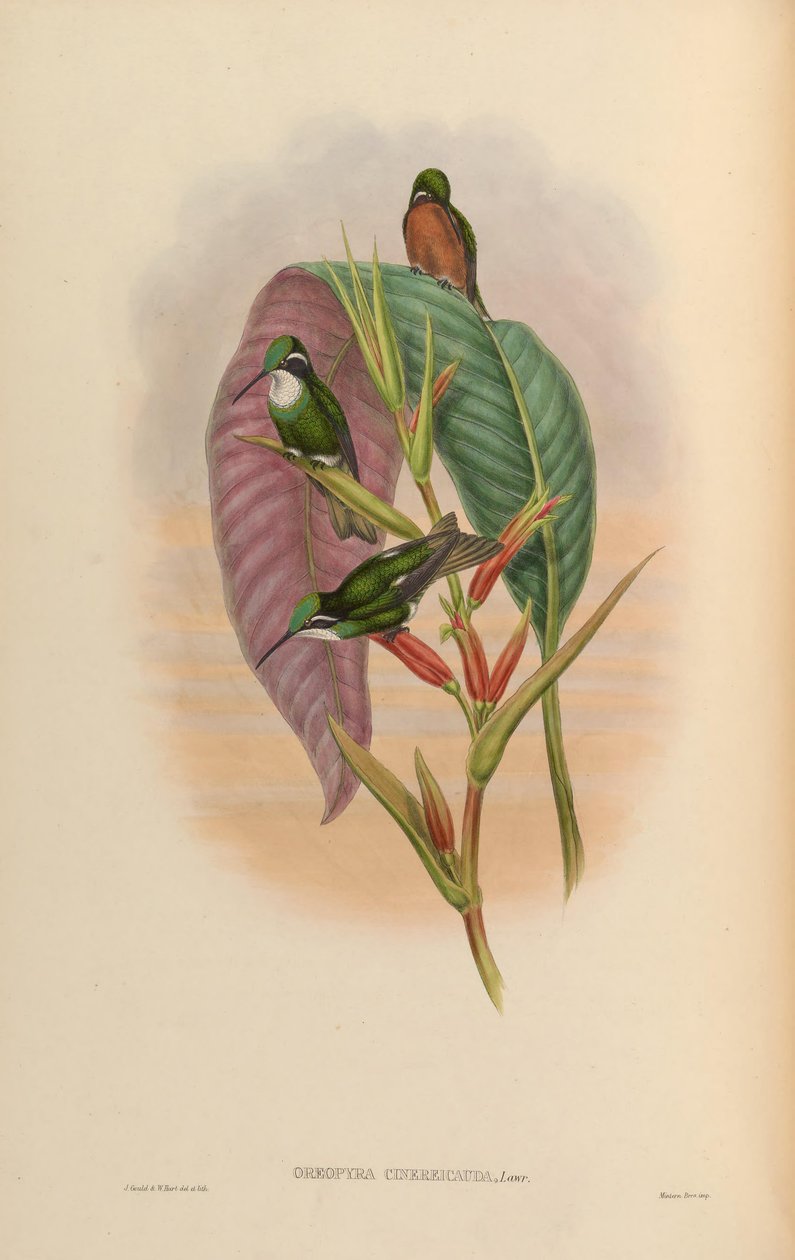 Oreopyra cinereicauda = Lampornis cinereicauda da John Gould