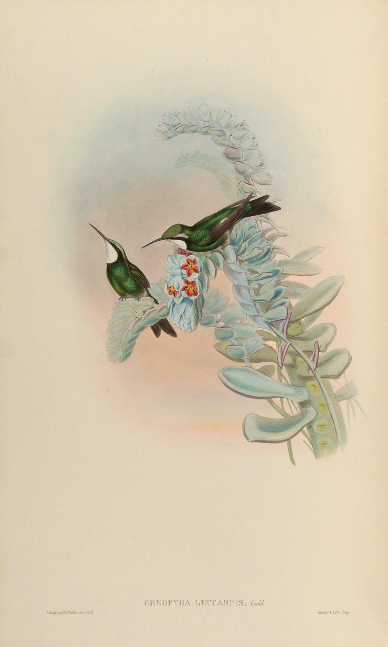 Oreopyra leucaspis da John Gould