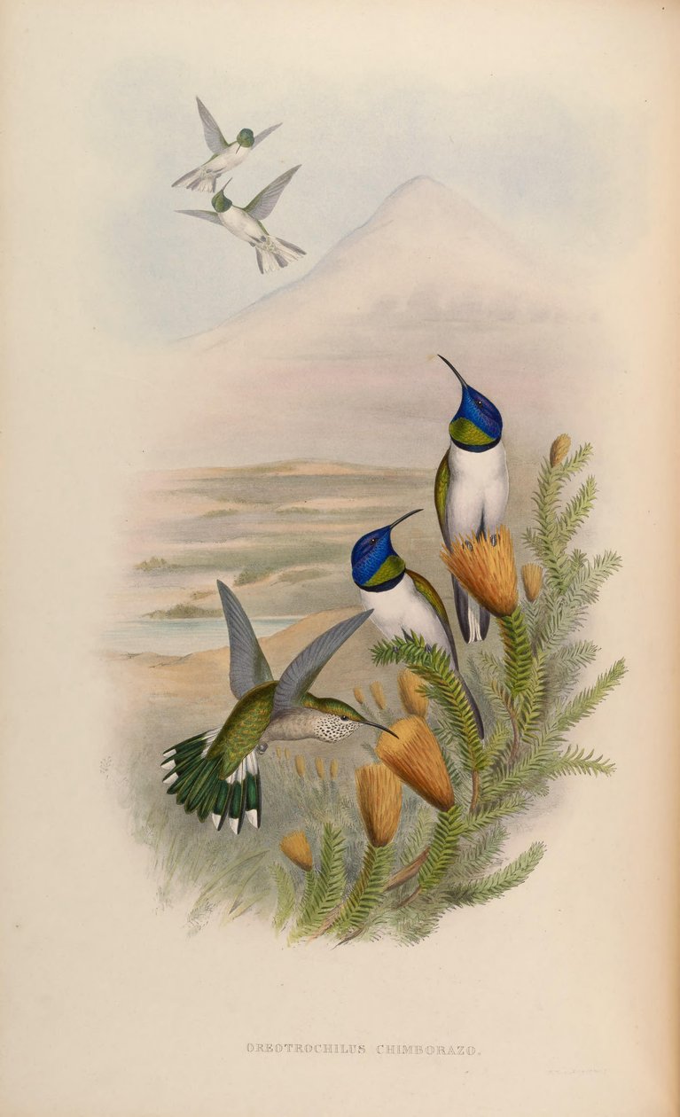 Oreotrochilus chimborazo da John Gould