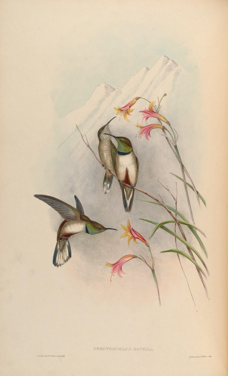 Oreotrochilus estella da John Gould