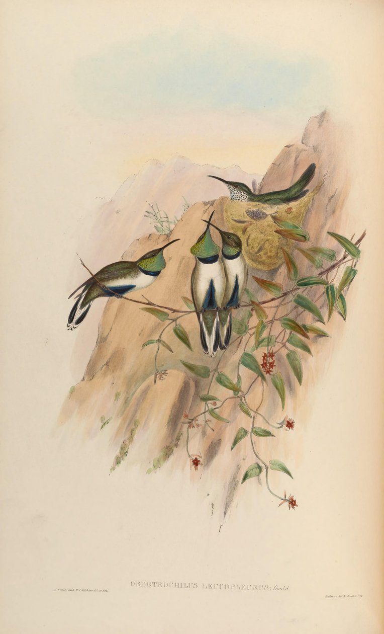 Oreotrochilus leucopleurus da John Gould