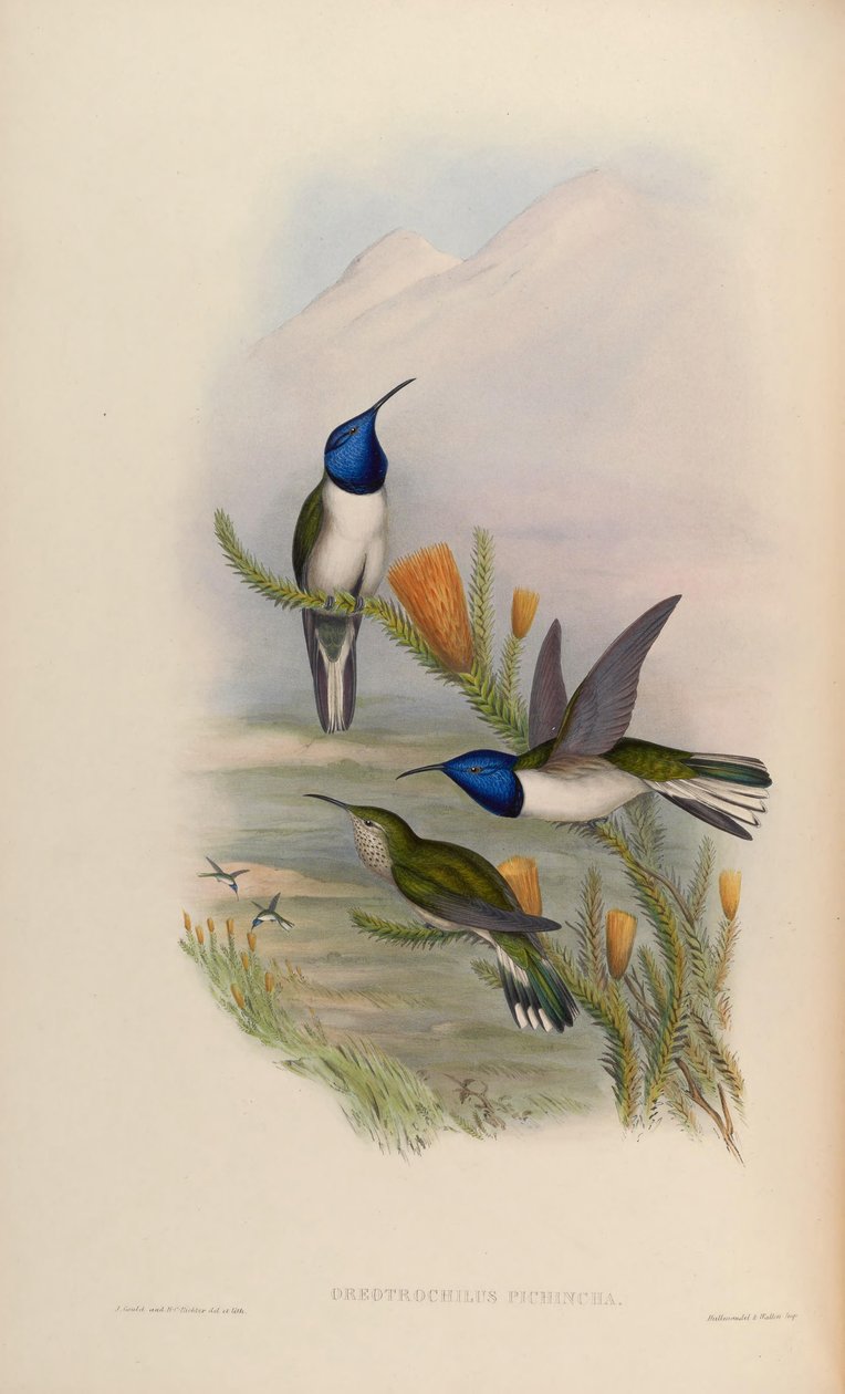 Oreotrochilus pichina = Oreotrochilus chimborazo jamesonii da John Gould