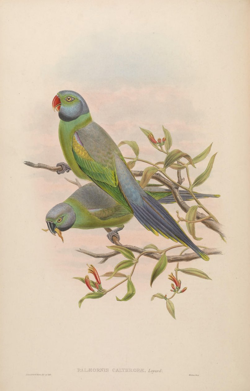 Palaeornis calthropae = Psittacula calthropae da John Gould