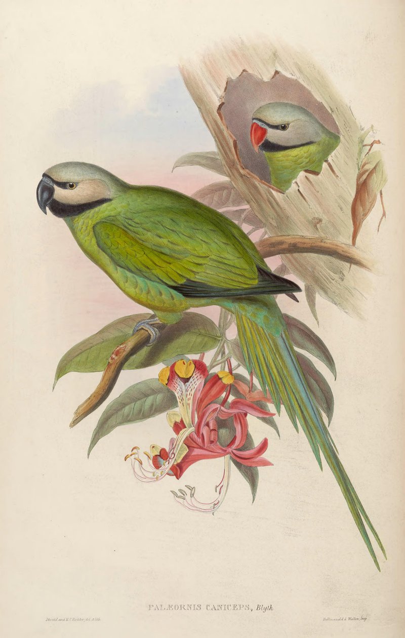 Palaeornis caniceps = Psittacula caniceps da John Gould