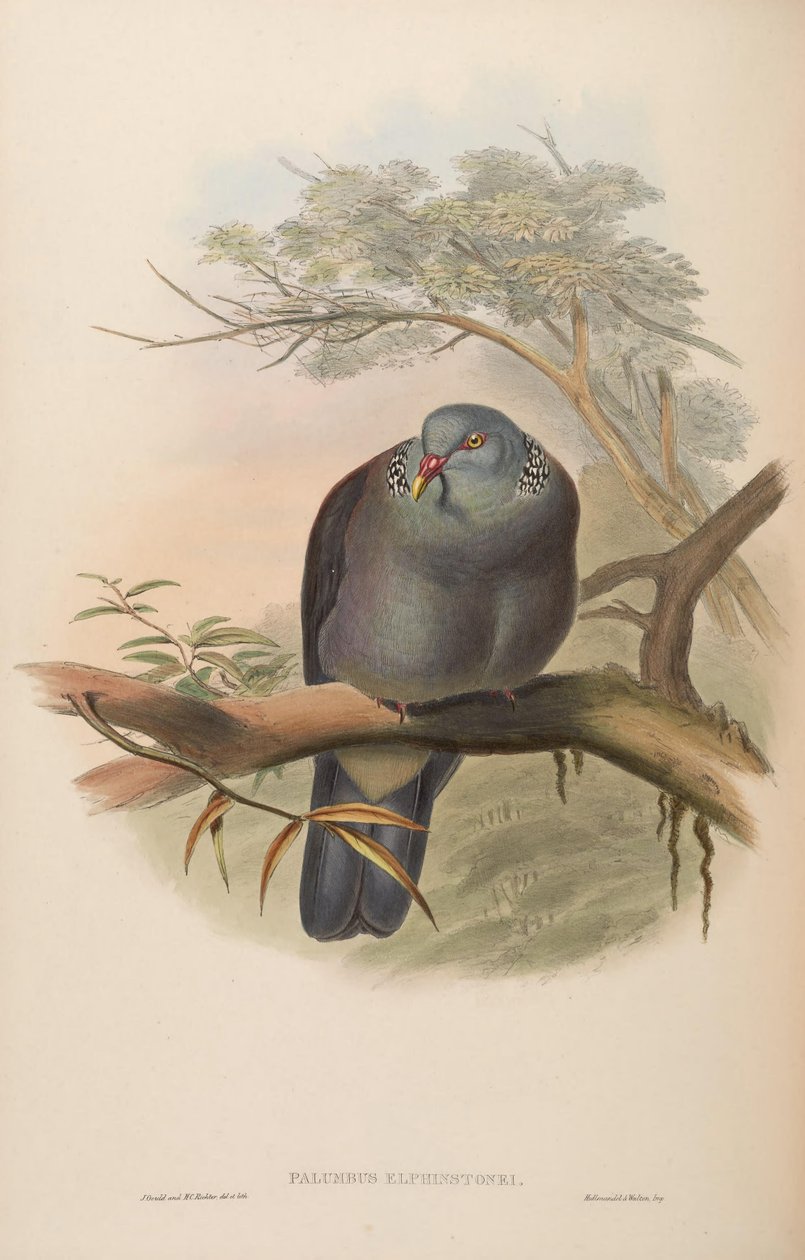 Palumbus elphinstonei = Columba elphinstonii da John Gould