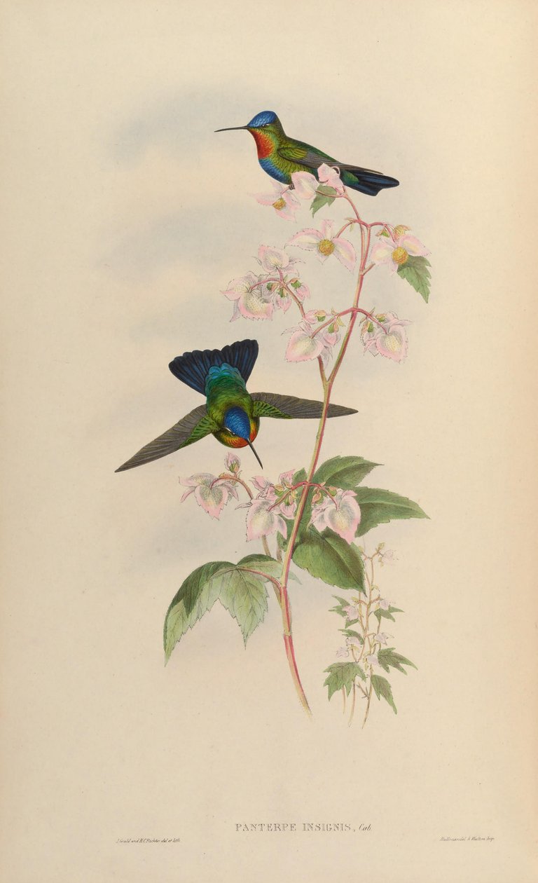 Panterpes insignis da John Gould