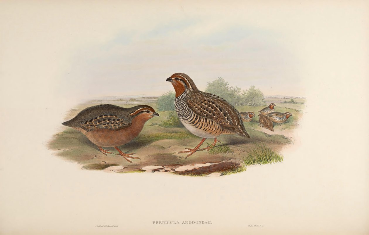 Perdicula argoondah da John Gould