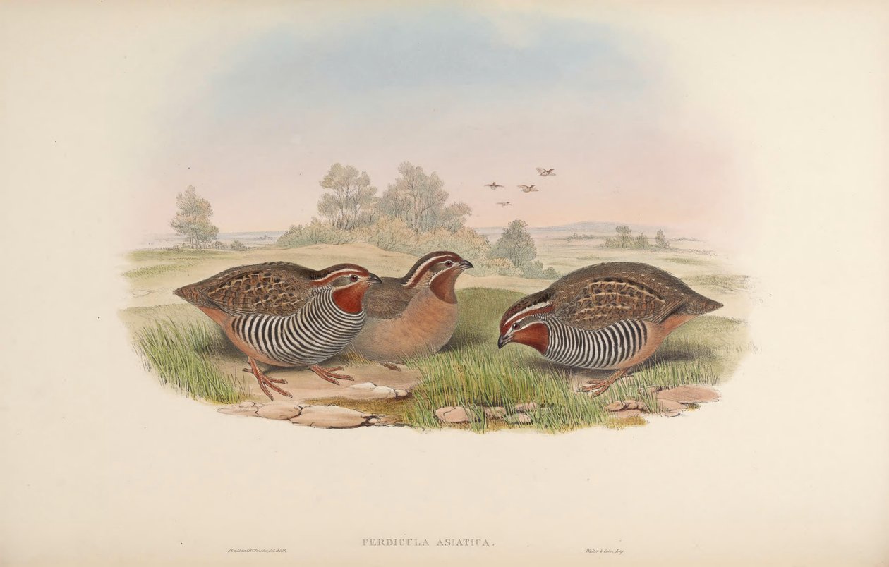 Perdicula asiatica da John Gould