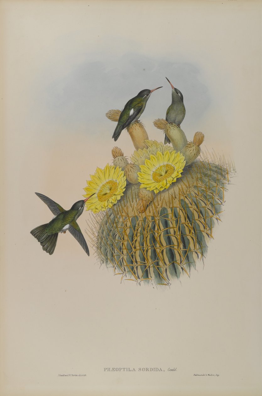 Colibrì fosco da John Gould