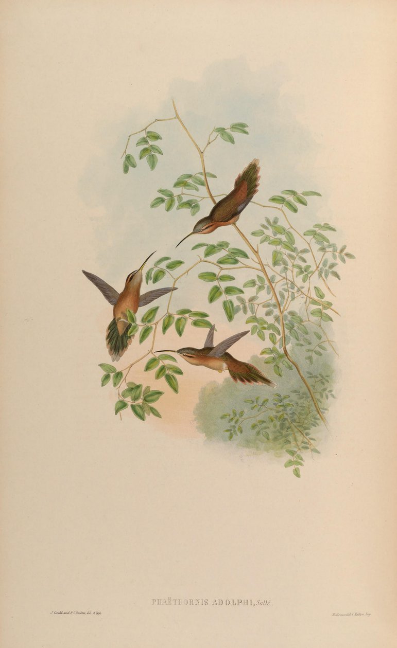Phaethornis adolphi da John Gould