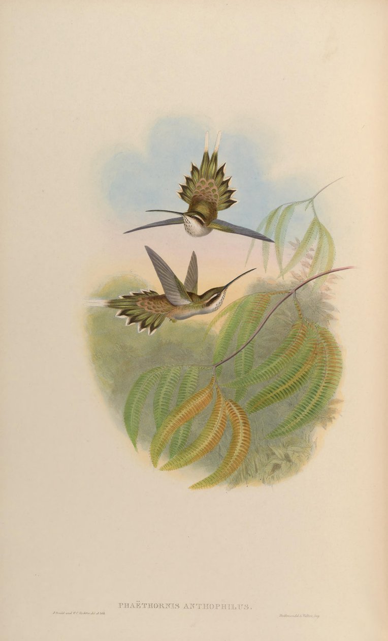 Phaethornis anthophilus da John Gould