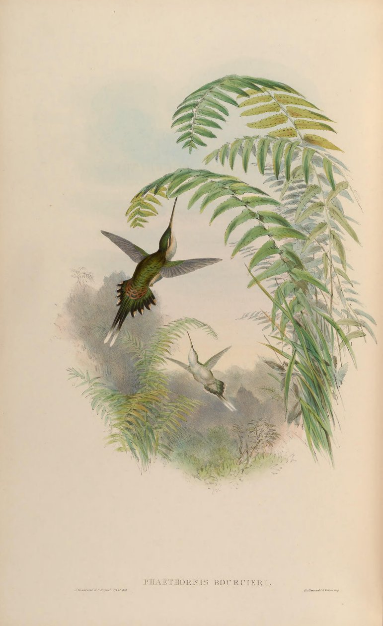 Phaethornis bourcieri da John Gould