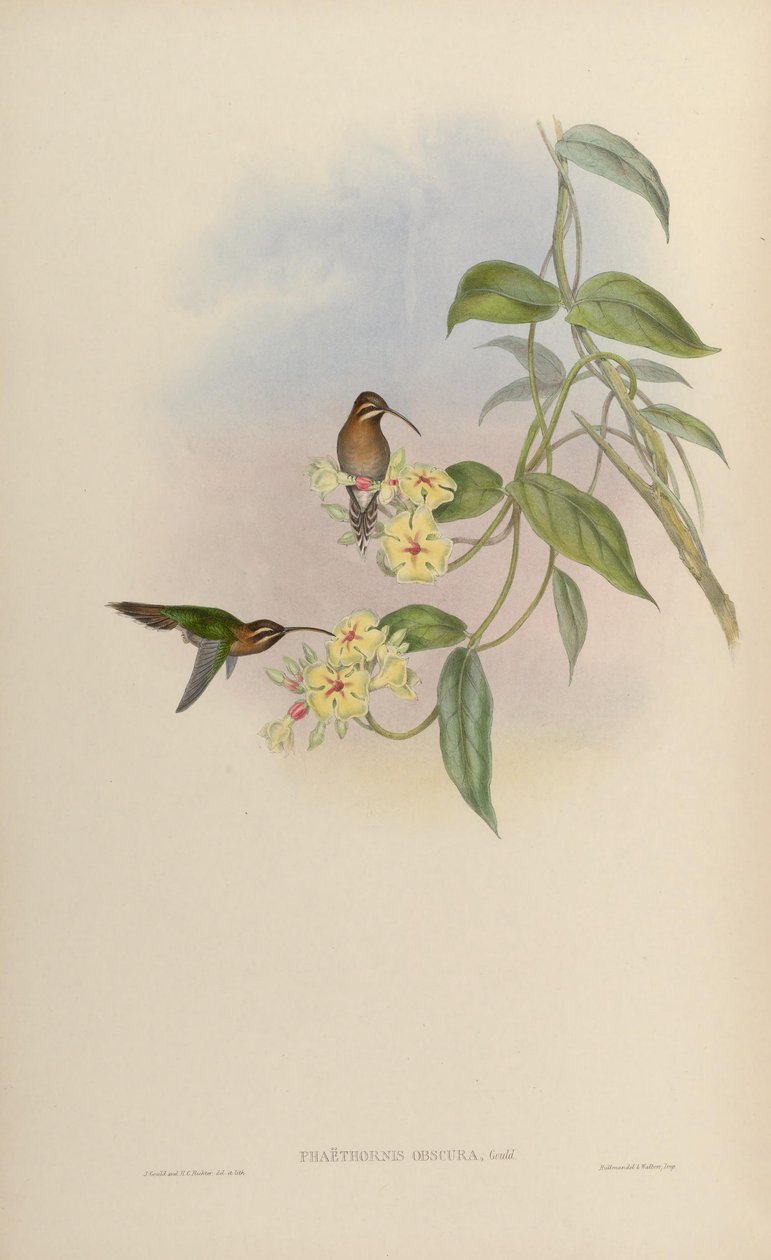 Phaethornis obscura da John Gould