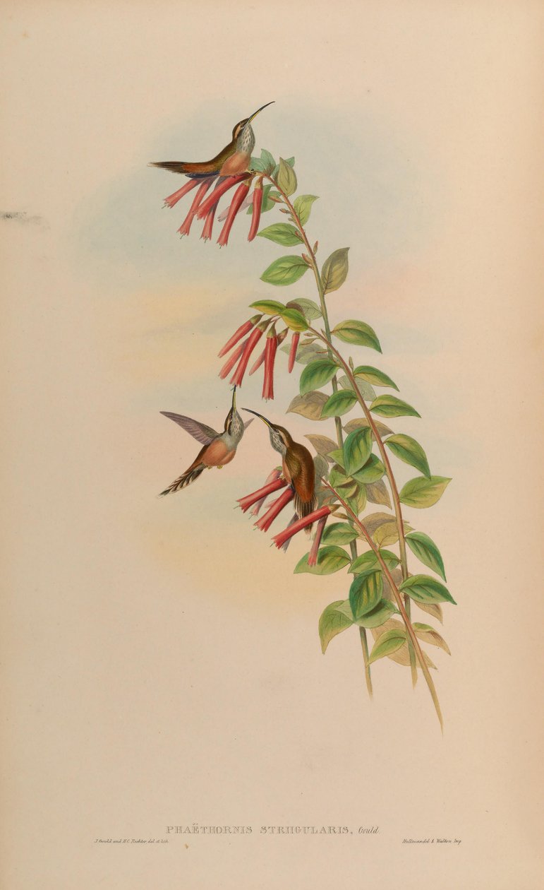 Phaethornis striigularis da John Gould