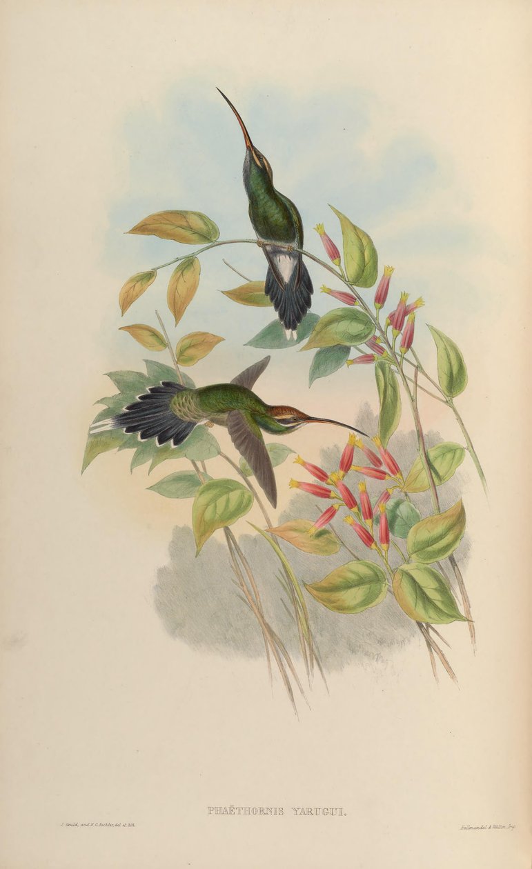 Phaethornis yaruqui da John Gould