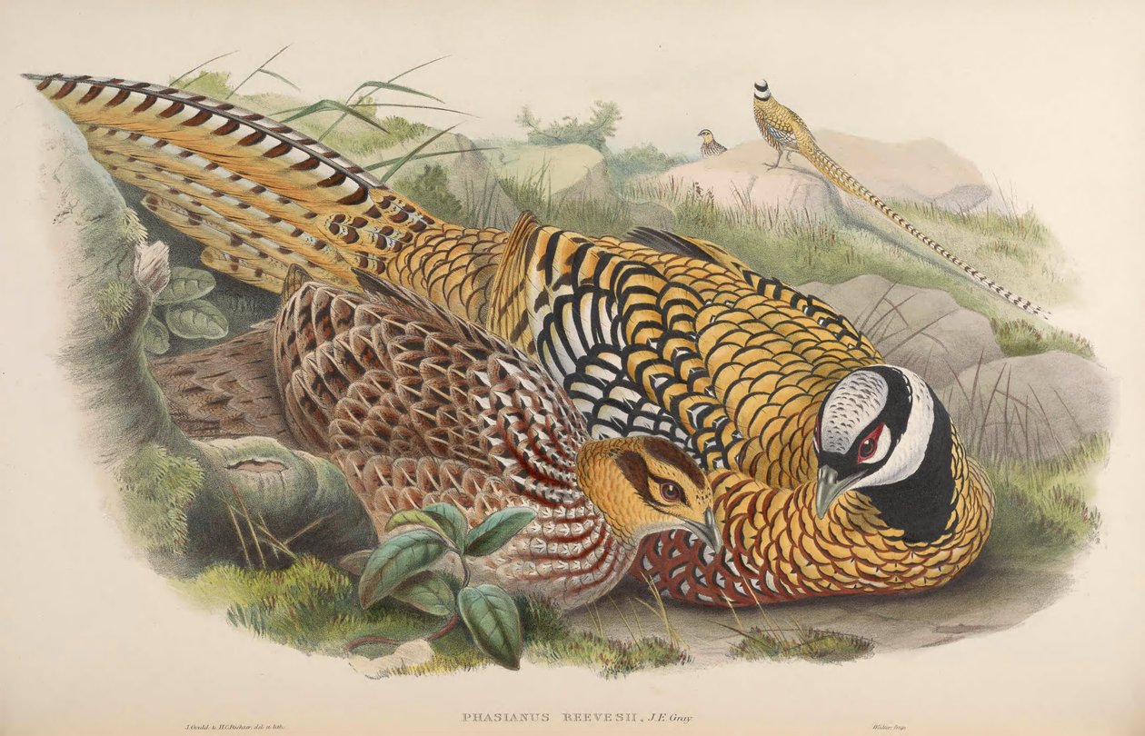 Phasianus reevesii da John Gould