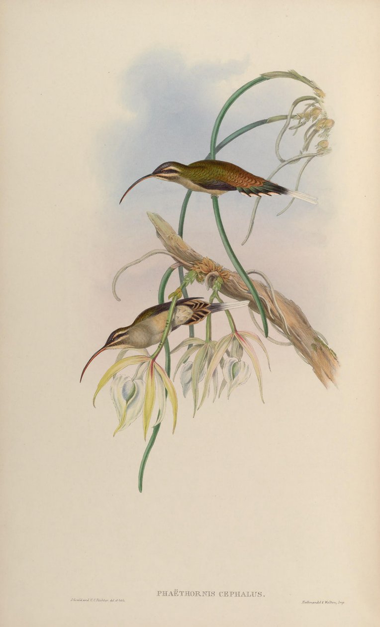 Phaethornis cephalus da John Gould