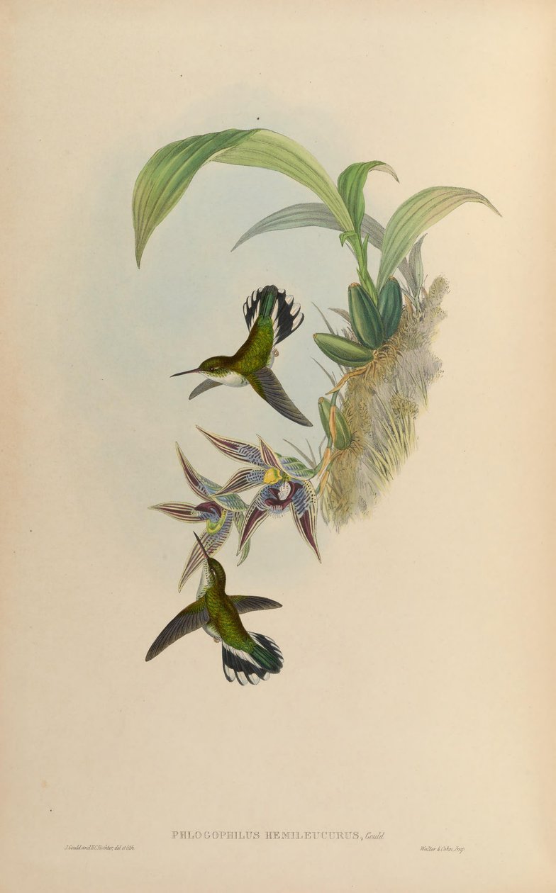 Phlogophilus hemileucurus su Paphinia cristata (orchidea) da John Gould