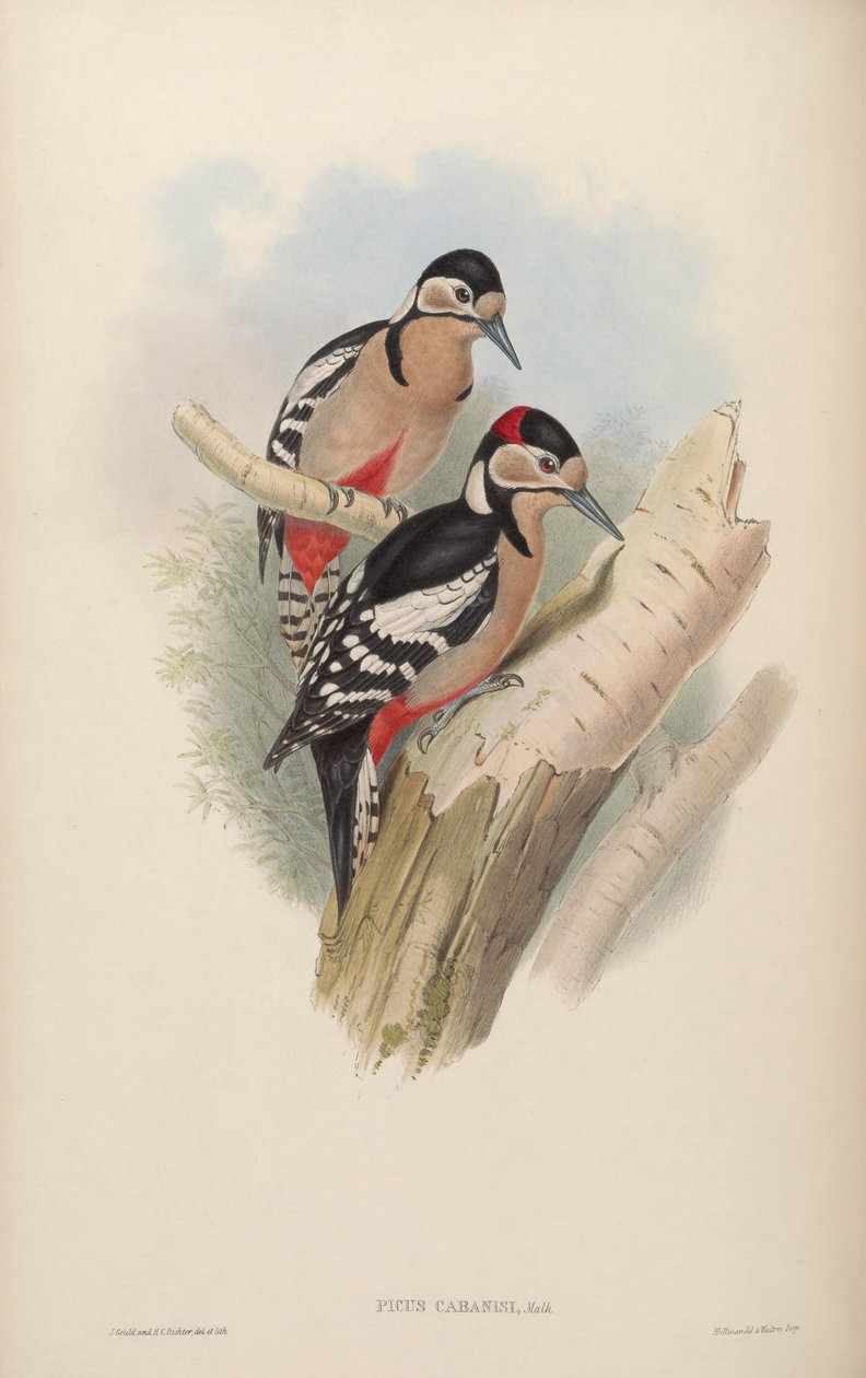 Picus cabanisi = Dendrocopos major cabanisi da John Gould