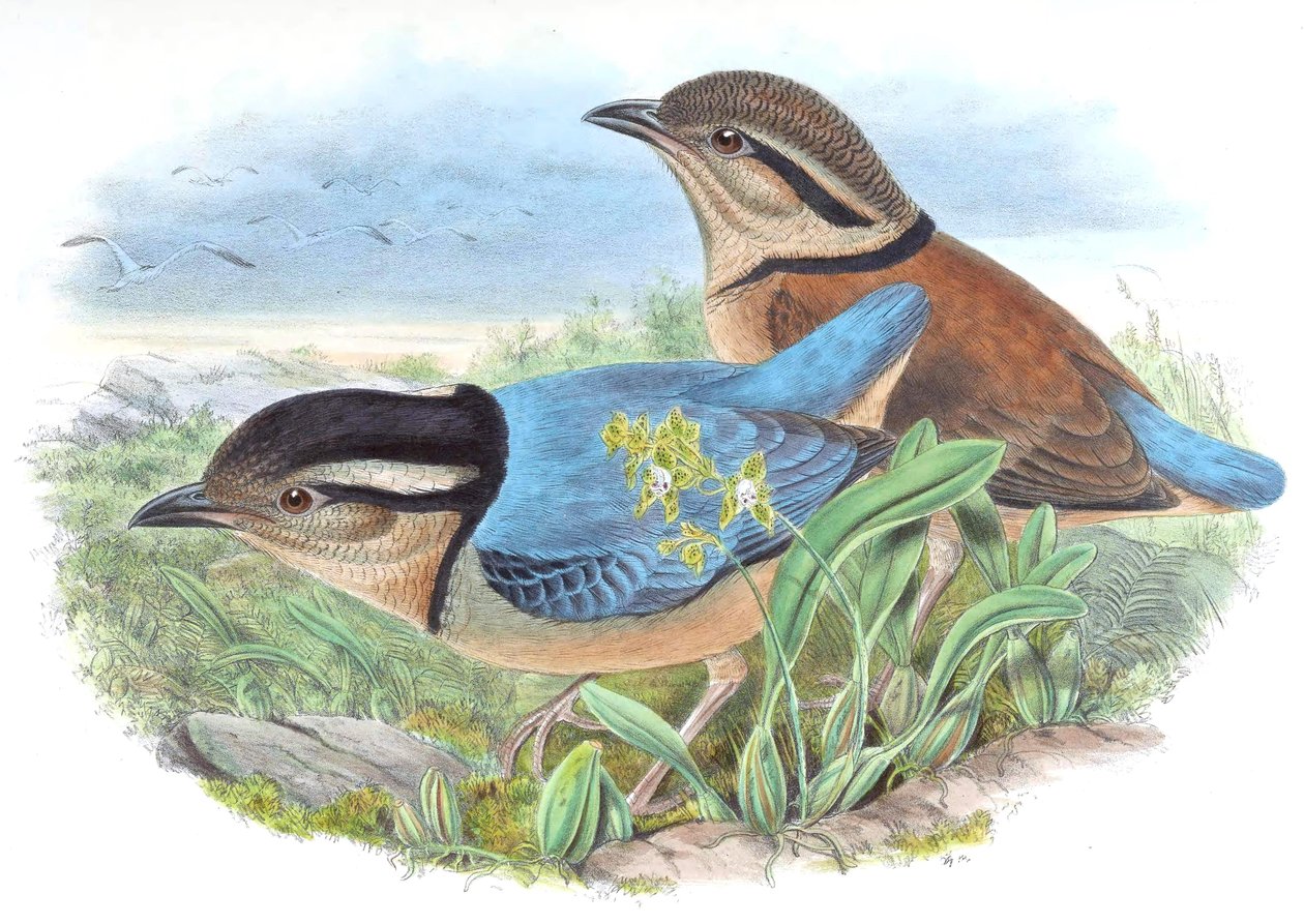 Pitta caerulea da John Gould