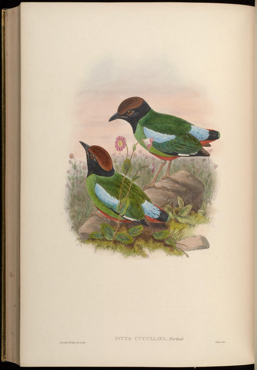 Pitta cucullata = Pitta sordida cucullata da John Gould