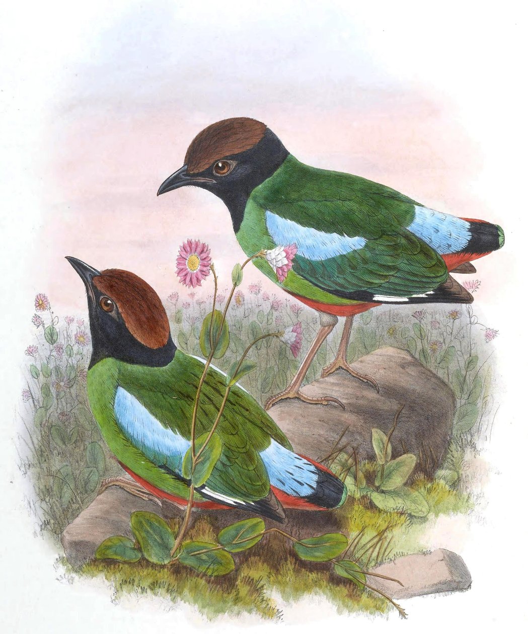 Pitta cucullata = Pitta sordida cucullata da John Gould