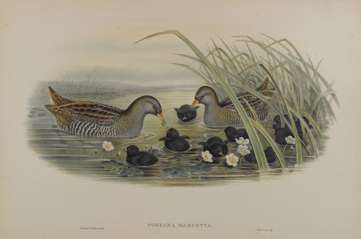 Schiribilla grigiata da John Gould