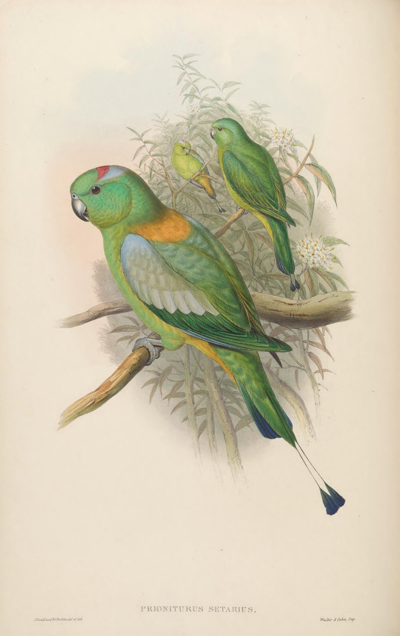 Prioniturus setarius = Prioniturus platurus da John Gould