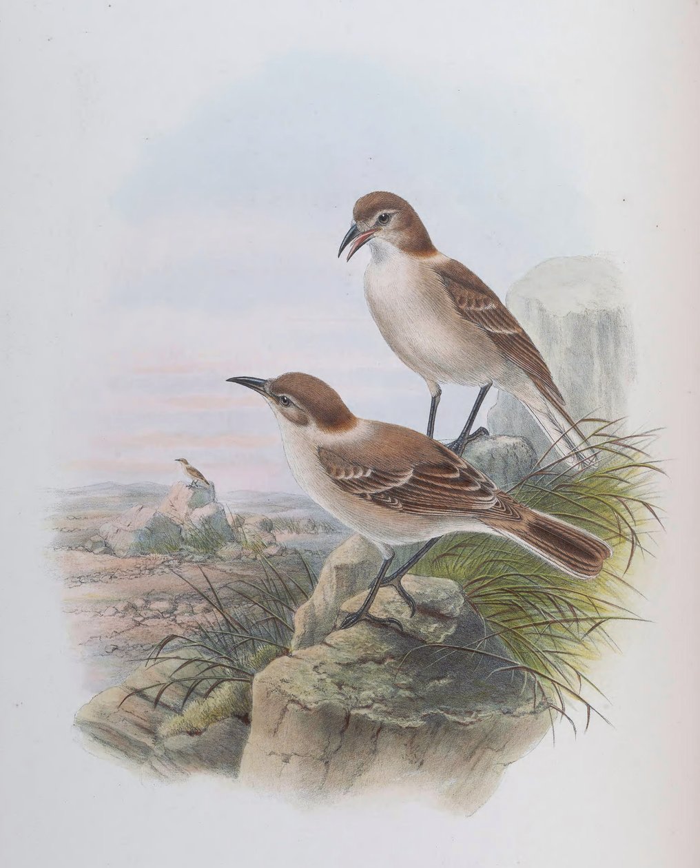 Pseudopodoces humilis (sin. Parus humilis) da John Gould