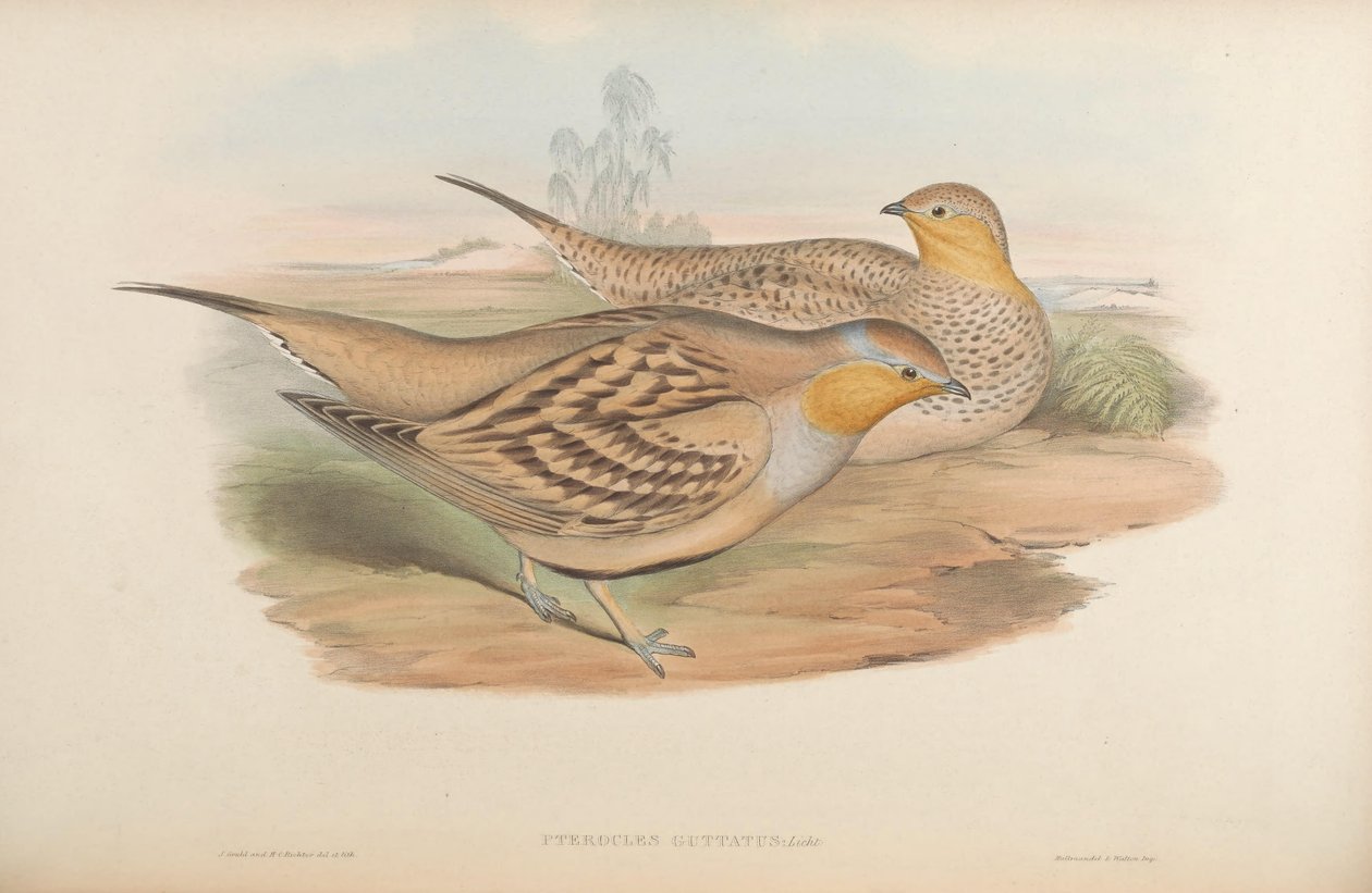 Pterocles guttatus da John Gould