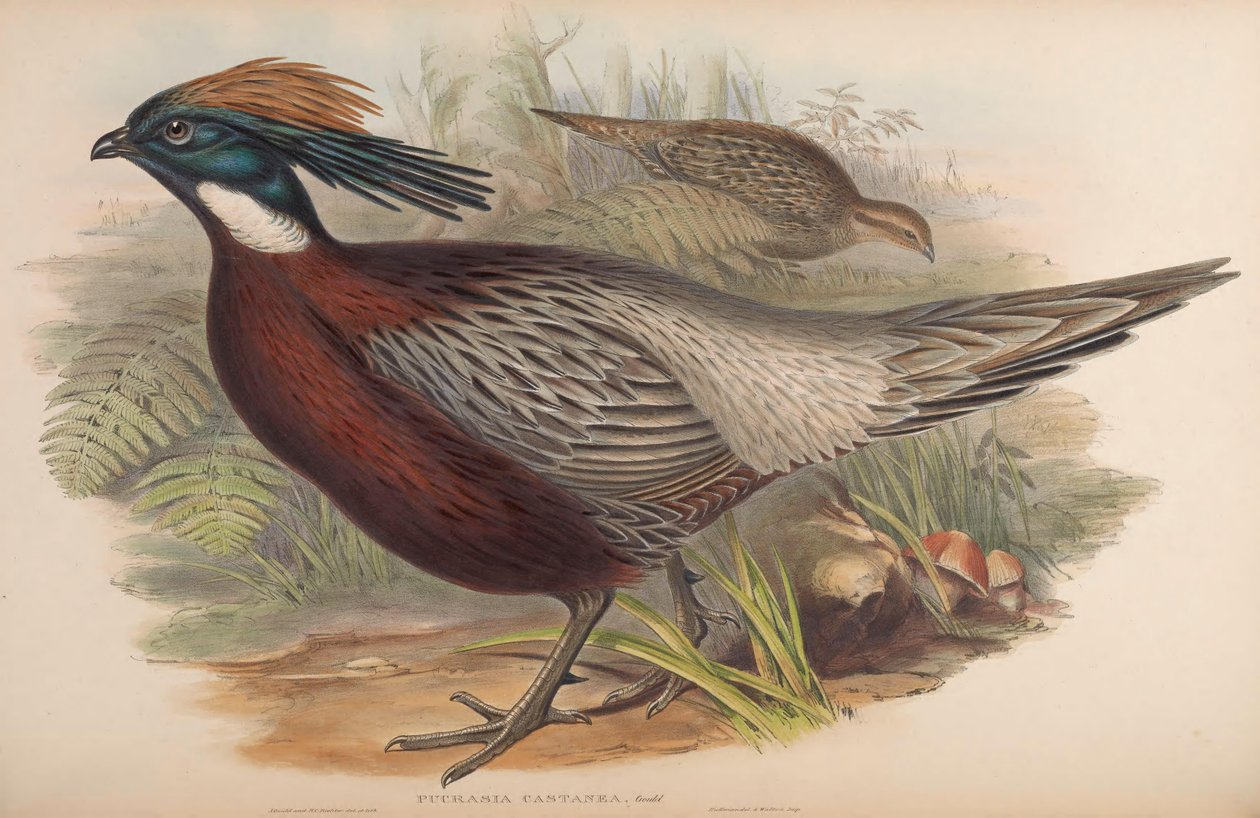 Pucrasia macrolopha da John Gould