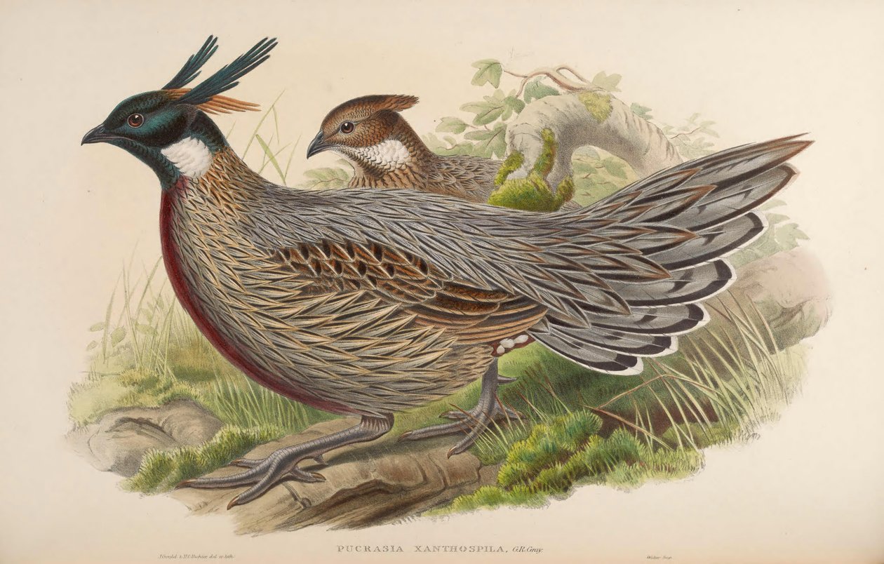 Pucrasia xanthospila = Pucrasia macrolopha xanthospila da John Gould