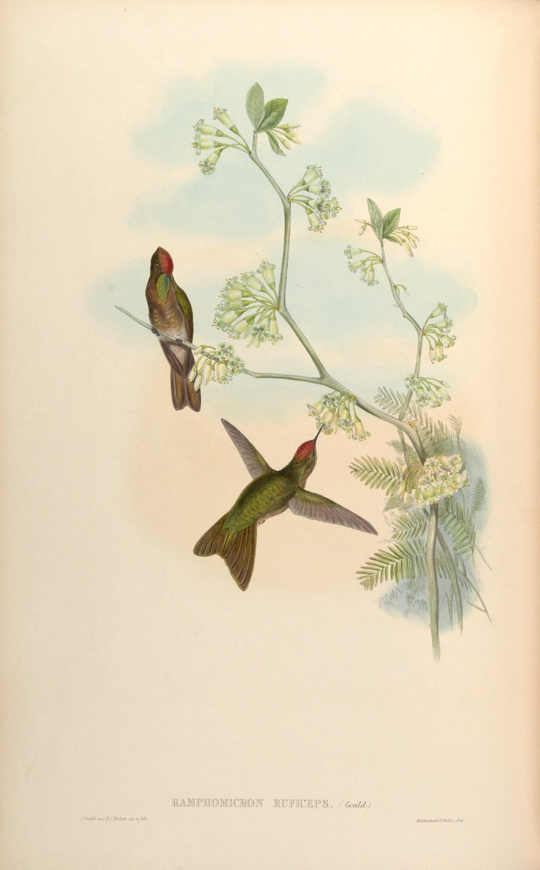 Ramphomicron ruficeps da John Gould