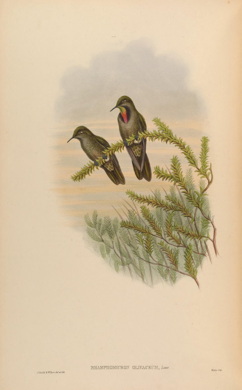 Rhamphomicron olivaceum = Chalcostigma olivaceum da John Gould